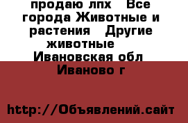 продаю лпх - Все города Животные и растения » Другие животные   . Ивановская обл.,Иваново г.